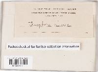 Peniophora cinerea image