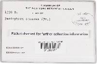 Peniophora cinerea image