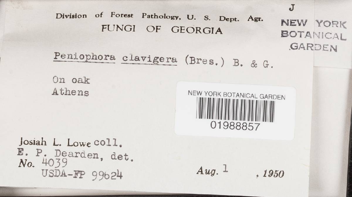 Peniophorella clavigera image