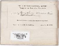 Phanerochaete sordida image