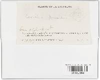 Thumbnail image of current specimen