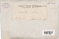 Trametes villosa image