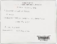 Trametes villosa image