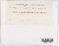 Trametes villosa image