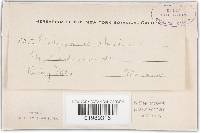 Trichaptum abietinum image