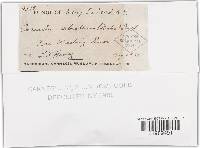 Trichaptum abietinum image