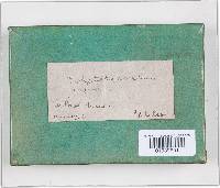 Trichaptum abietinum image