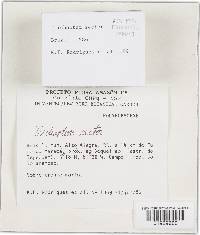 Trichaptum sector image