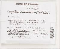 Cotylidia aurantiaca image