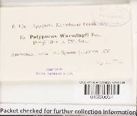 Cotylidia aurantiaca image