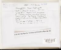 Cotylidia aurantiaca image