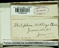 Cotylidia diaphana image