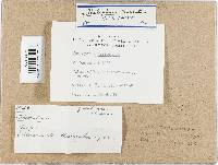 Thelephora terrestris image