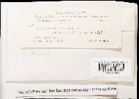 Cystostereum murrayi image