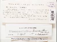 Gloeocystidiellum leucoxanthum image