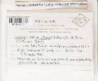 Media resource of Megalocystidium luteocystidiatum