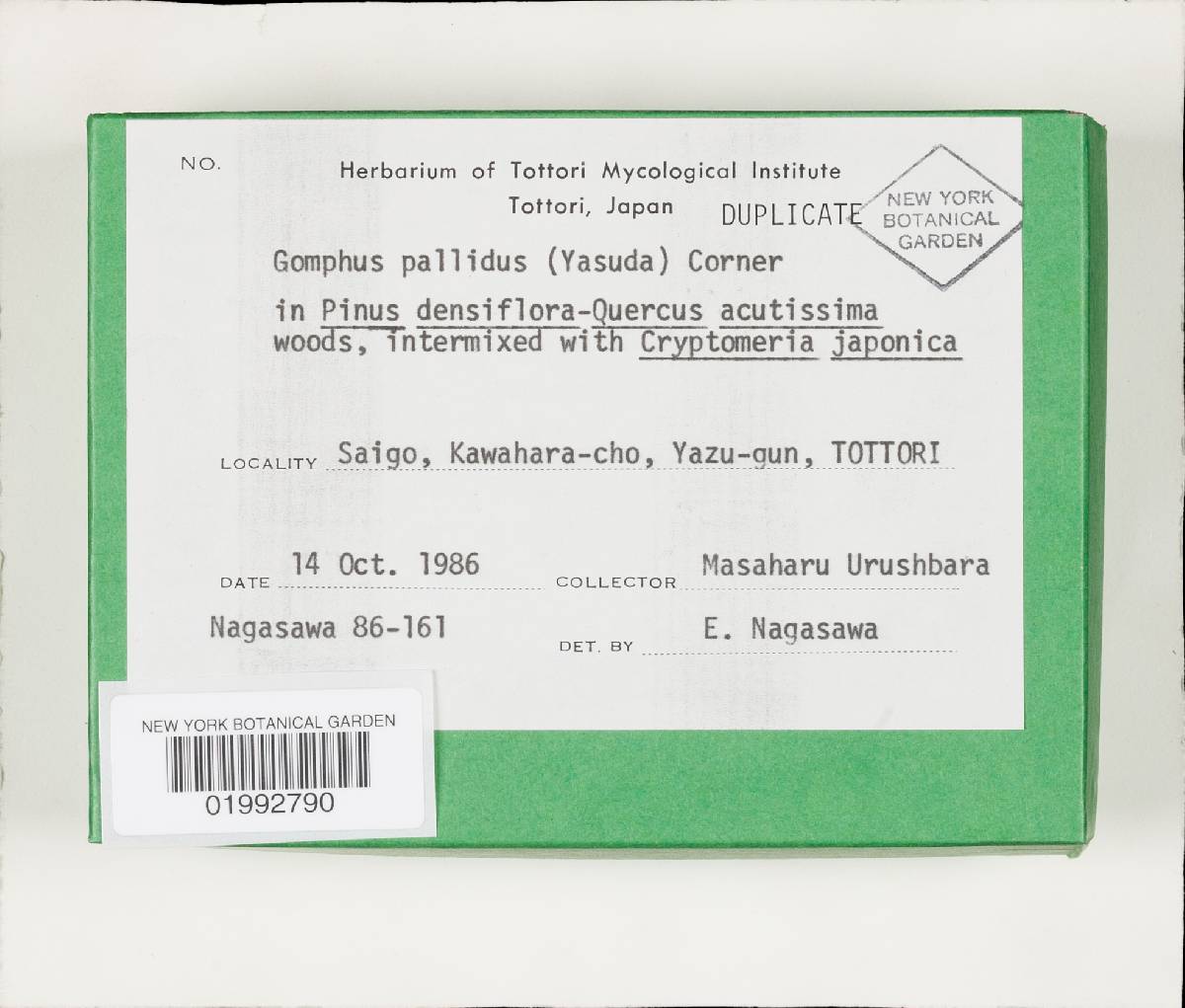 Gomphus pallidus image