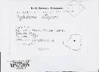 Hyphoderma setigerum image