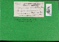 Meripilus giganteus image