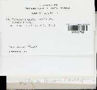 Microporus affinis image