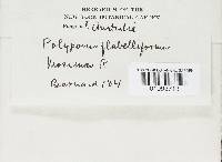 Microporus affinis image