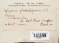 Microporus affinis image