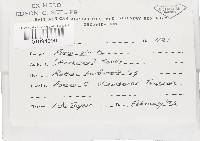 Rigidoporus vinctus image