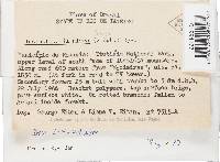 Skeletocutis nivea image