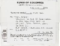 Skeletocutis nivea image