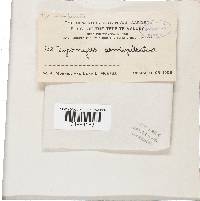 Skeletocutis nivea image