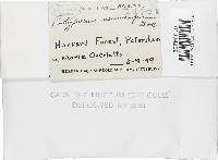 Skeletocutis nivea image