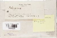 Skeletocutis nivea image