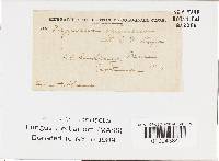 Sarcodontia spumea image