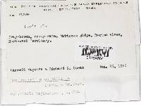 Tinctoporellus epimiltinus image