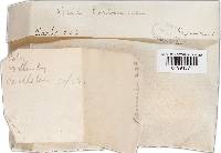 Tinctoporellus epimiltinus image