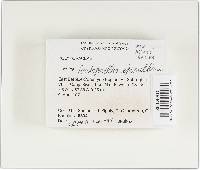 Tinctoporellus epimiltinus image