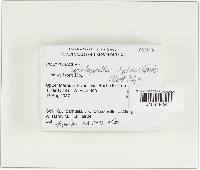 Tinctoporellus epimiltinus image