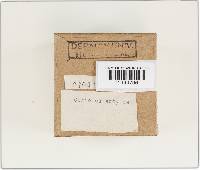 Trametes ectypa image