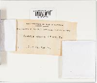 Trametes ectypa image