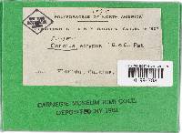 Trametes ectypa image