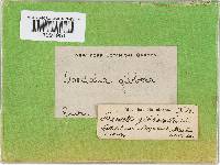 Trametes gibbosa image