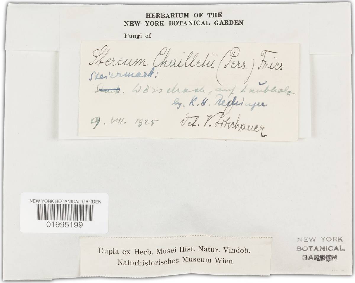 Amylostereum chailletii image