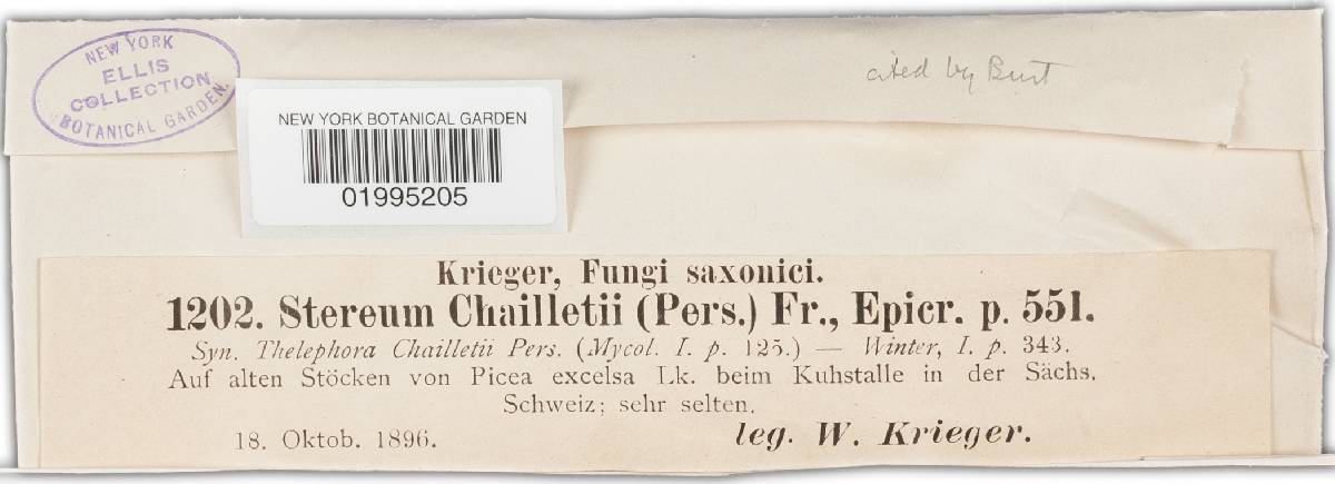 Amylostereum chailletii image