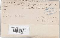 Podoscypha elegans image