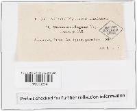 Podoscypha elegans image