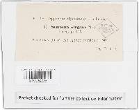 Podoscypha elegans image