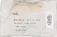 Podoscypha elegans image