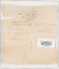 Podoscypha elegans image