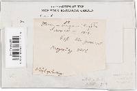 Podoscypha elegans image