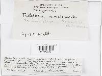 Podoscypha elegans image